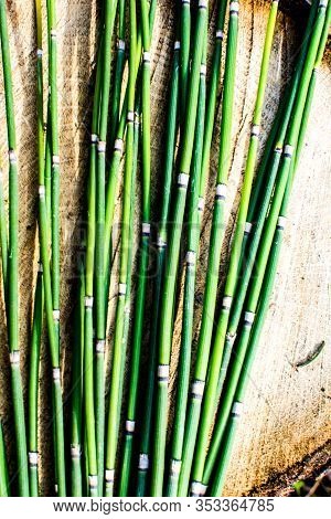 Scouring Rush Horsetail Or Equisetum Hyemale Is A Grass-like Bamboo Plant, Used For Ornamental Plant