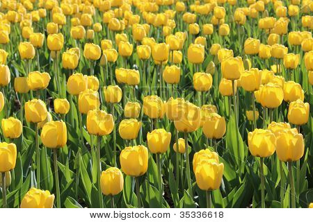 Campo di tulipani gialli