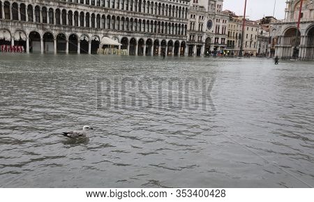 Bird Seagull On The Water In Saint Mark Square In Venice In Italy During The Tide