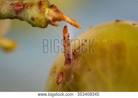 A Maggot Comes From A Bunch Of Grapes And Spins Itself With Silk