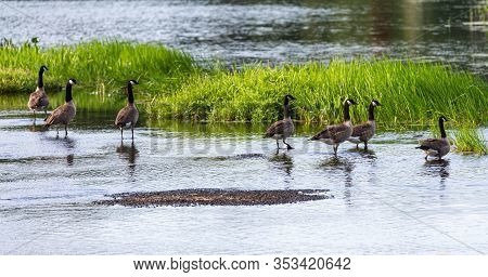 Gaggle Of Canada Geese On Shore At The Benton Watershed.