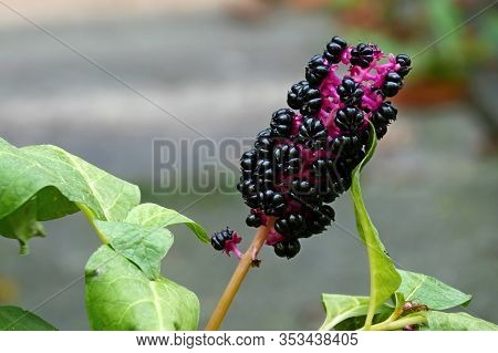 Phytolacca Decandra - Kermesberry. Kermesberries Are Native To South America. The Plant And Berries 