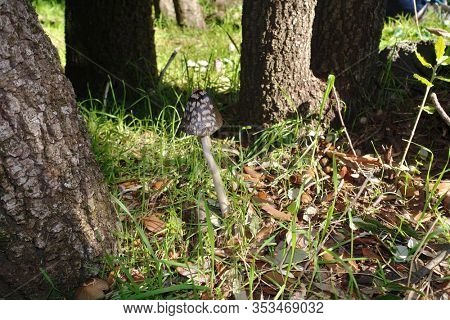 Magpie Fungus or Coprinus Picaceus and his natural habitat of Etna Park, Sicily