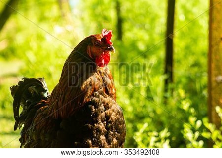 Domestic Chickens In The Corral. Omnivorous Animals With Two Legs. Live Birds.