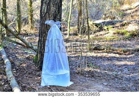 Farm For Produced From Birch In The Forest. Collecting Birch Juice Symbolizes The End Of Winter Dorm