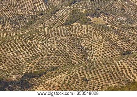 Olive Tree Fields In Andalusia. Spanish Agricultural Harvest Landscape. Jaen