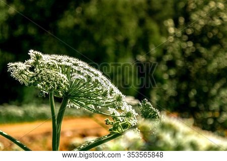 Flowers On Hogweed Sosnowski In The Field, Dangerous Plant Heracleum Sosnowsky, Closeup, Selective F