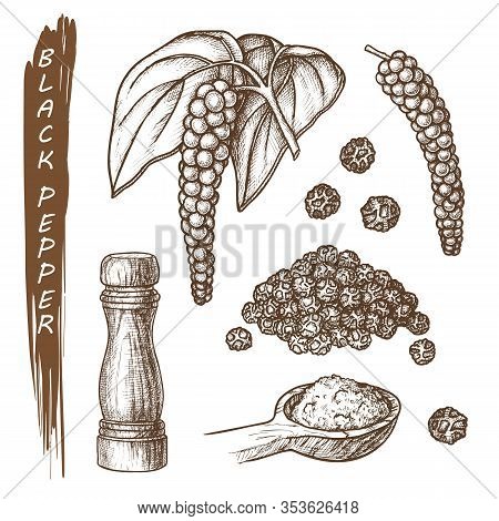 Set Of Black Pepper, Peppercorns Sketch, Ground Black Pepper In Shaker And Spoon