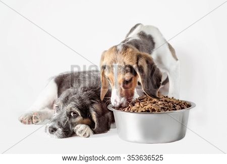 Shaggy Puppy Mongrel With A Metal Bowl Of Dry Food