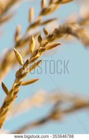 Golden Ears Of Corn Against A Blue Sky. Corn Harvest Season. Agriculture