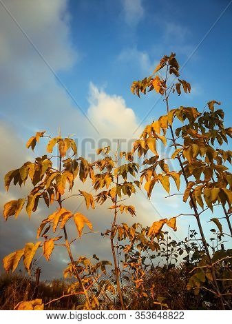 Autumn Leaves Of Trees In Vintage Color Against The Sky