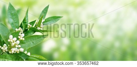 Orange Tree White Fragrant Flowers And Buds And Dark Green Foliage On The Spring Blurred Garden Hori