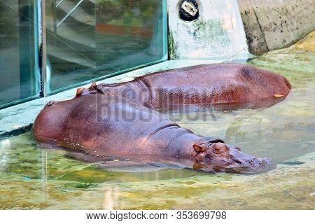 Bangkok, Th - Dec 13: Hippopotamus Soaked In Water At Dusit Zoo On December 13, 2016 In Khao Din Par