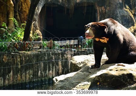 Bangkok, Th - Dec 13: Malaysian Sun Bear At Dusit Zoo On December 13, 2016 In Khao Din Park, Bangkok