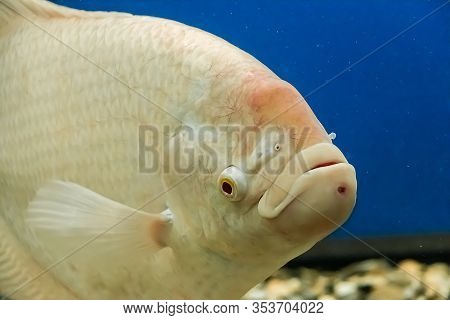 Closeup Beautiful White Freshwater Fish Osphronemus Goramy Swims In Blue Water. Underwater, Soft Foc