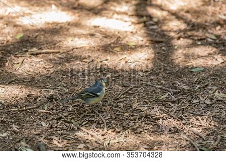 The La Palma Chaffinch - Fringilla Coelebs Palmae - Also Known As The Palman Chaffinch Or, Locally I
