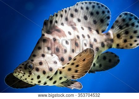 A Spotted Leopard Fish Cromileptes Altivelis Swims In Blue Water Among Reefs. Blurred Motion, Soft F