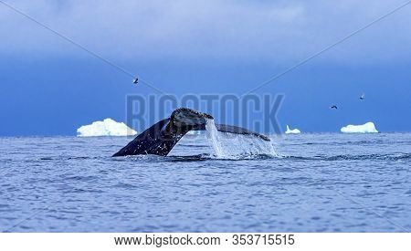 Humback Baleen Whale Tail Chasing Krill Blue Charlotte Bay Antarctic Peninsula Antarctica