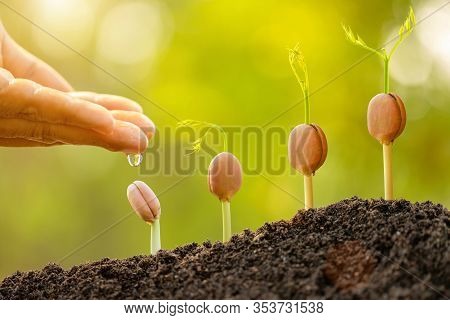 Green Sprout Growing In Soil With Outdoor Sunlight And Green Blur Background. Growing And Environmen