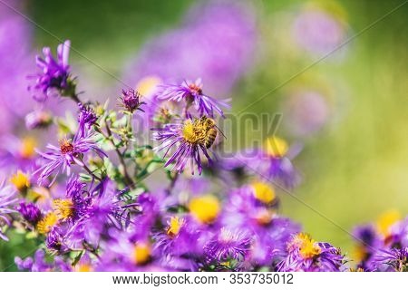 Honey bee pollinating purple aster flower in USA Canada garden in autumn fall nature background. Bees, flowers copy space.