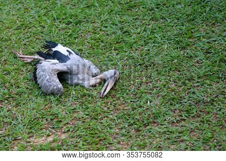 Asian Openbill Stork , A Diseased Bird Dies On The Lawn In The Garden.