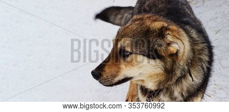 Banner. Portrait Of A Beautiful Yard Dog On A Leash In The Yard. Black-brown Dog With Thick Coat In 