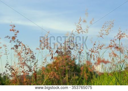 Flower Of Natal Redtop Ruby Grass In Wind And Blue Sky