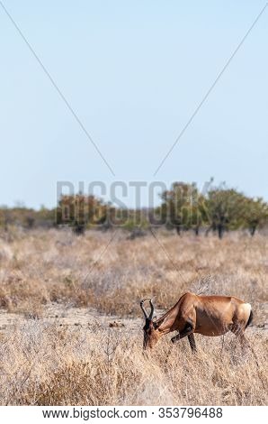 Closeup Of A Red Hartebeest - Alcelaphus Buselaphus Caama- Also Known As The Kongoni, Or Cape Harteb