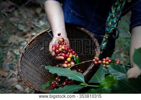 Worker Harvest Typica Coffee Berries On Its Branch,agriculture Economy Industry Business, Health Foo