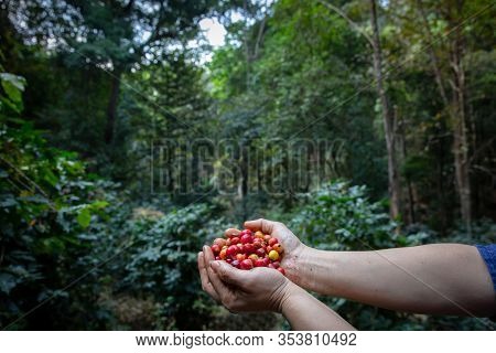 Typica Red Berries Kind Of Coffee Bean On Agriculturist Hands By Planting Mixed Substances With Fore