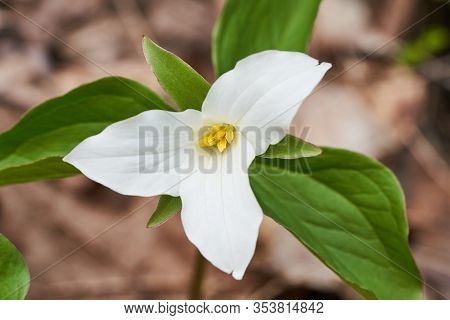 A Beautiful Blooming White Trillium In Spring. The Flower Is Pure White, With Yellow Stamen And Lush