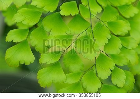 Fern Leaf In The Garden, Adiantum, Maidenhair Fern