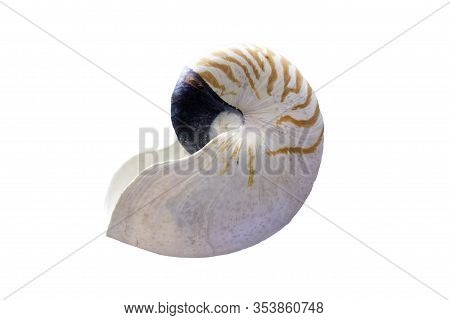 Nautilus Pompilius Shell.  Isolated Over White Background