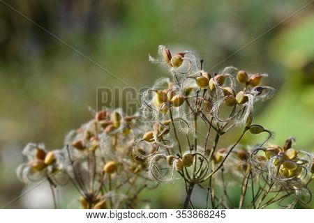 Erect Clematis Seed Heads - Latin Name - Clematis Recta