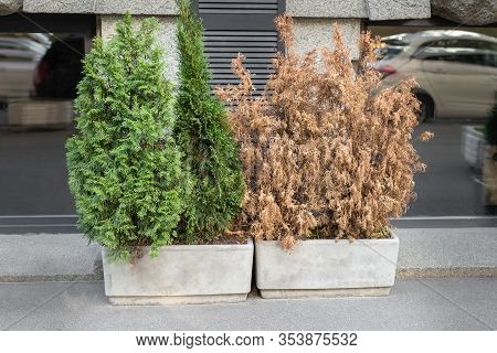 Bright Green Growing And Brown Dry Dead Thujas Schrub In Big Concrete Pots At Sidewalk Against Grey 