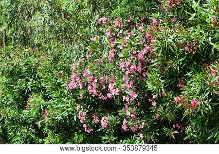 Pink Blooming Nerium Oleander In The Garden.