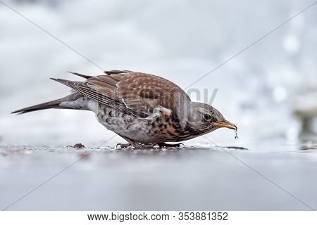 A snowy fieldfare (Turdus pilaris) drinking from a shallow pool of open water in winter.