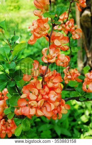 Chaenomeles . Red Flowers . Close Up Of A Flowering