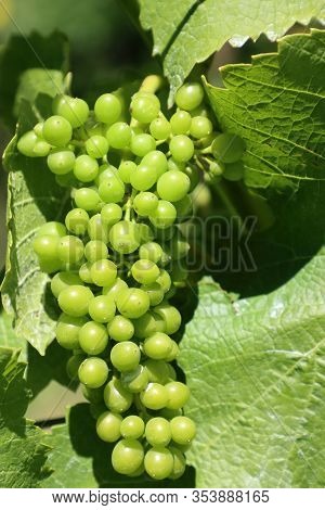 Branch Of Wine Grapes In The Vineyard. Martinborough. New Zealand
