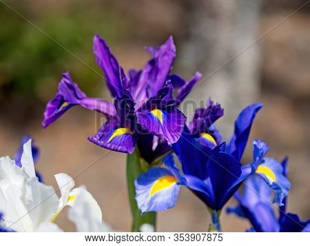 Multi-colored Irises
