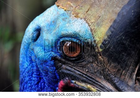 Nature Closeup Of A Southern Cassowary Outdoor