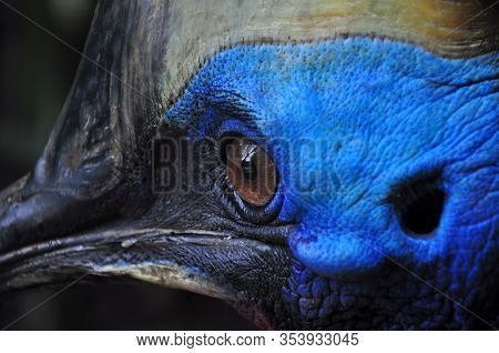 Nature Closeup Of A Southern Cassowary Outdoor
