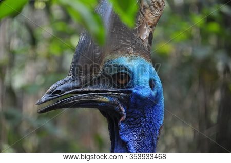 Nature Closeup Of A Southern Cassowary Outdoor