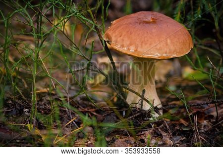 Beautiful Fresh Edible Mushrooms, Porcini Mushrooms In A Bright Green Meadow In The Autumn Forest.