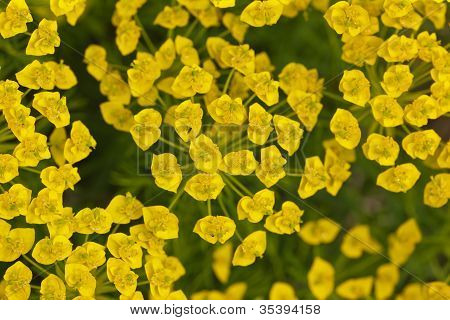 Fond fleur jaune et vert