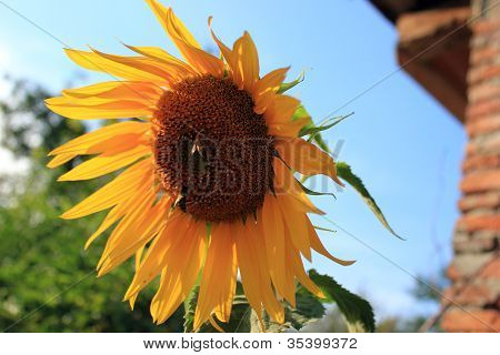 Abeja y girasol