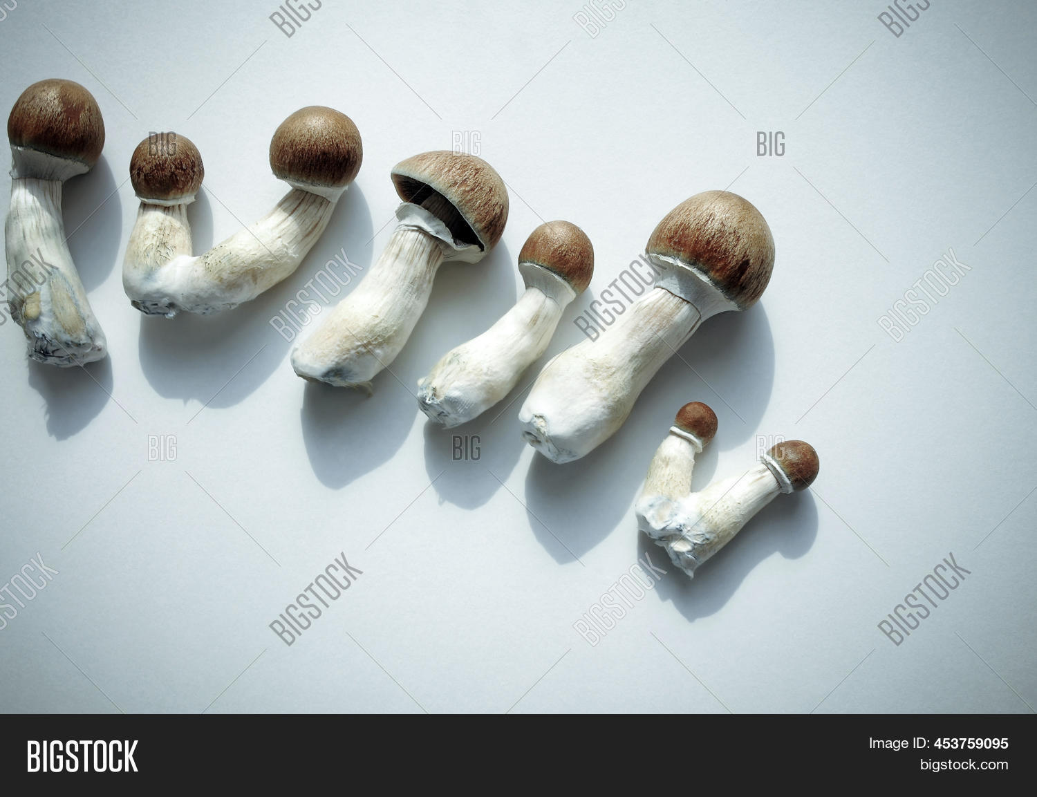 Psilocybe Cubensis Raw Image & Photo (Free Trial) | Bigstock