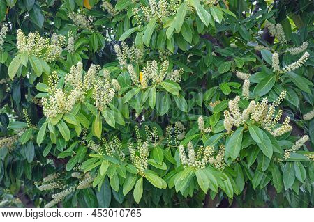 Springtime. Cherry Laurel Tree ( Prunus Laurocerasus ) In Bloom. Foliage And Flowers. Montenegro