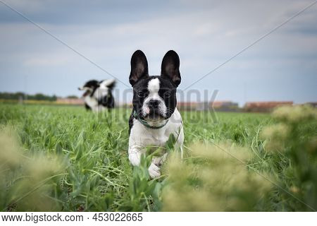 Puppy Of French Bulldog Is Running In Yellow Colza. He Is Running For His Breader