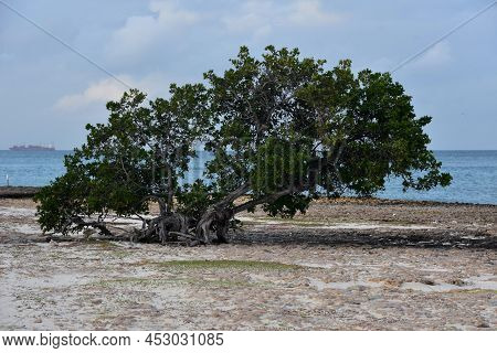 Growing Gnarled Watapana Tree Along The Coastline Of Aruba.